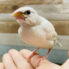 最新画像有り♪いっぱい食べます！！食欲旺盛なシルバー文鳥☆