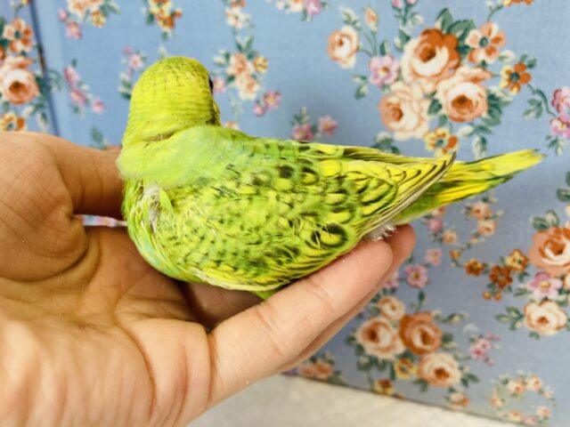 セキセイインコ