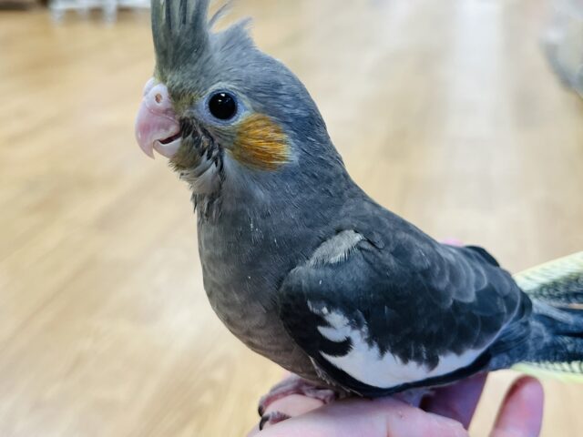 オカメインコ