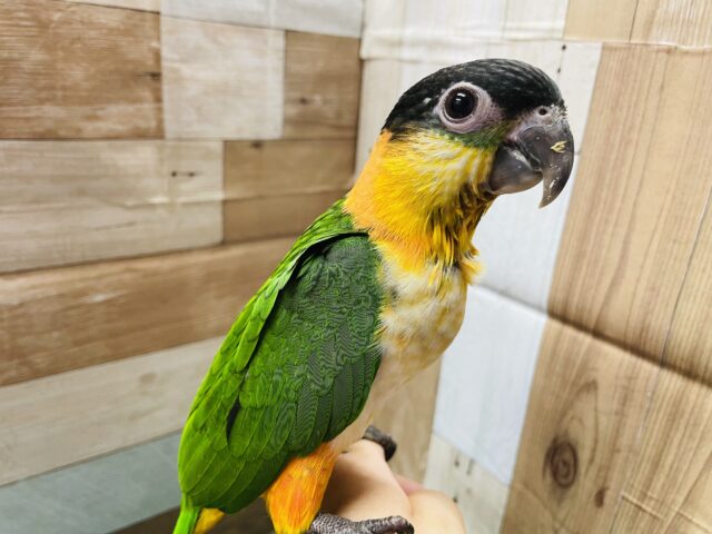 ズグロシロハラインコ