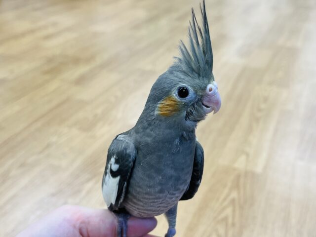 オカメインコ