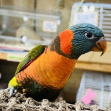 最新動画更新❤愛が重いんです♡レアカラー！派手かわ♡オリーブカラーのゴシキセイガイインコ