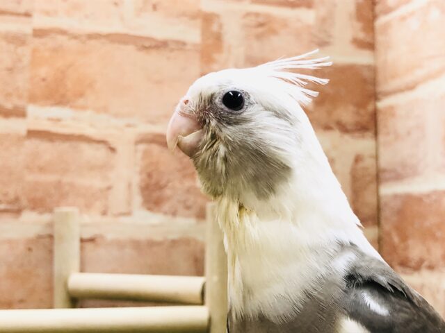 オカメインコ