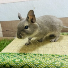 絶妙なブルーが素敵です！デグーブルーカラー男の子★