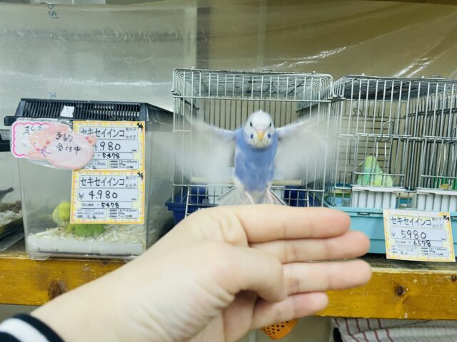 セキセイインコ