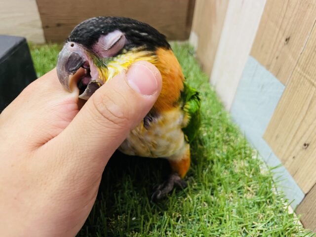 ズグロシロハラインコ