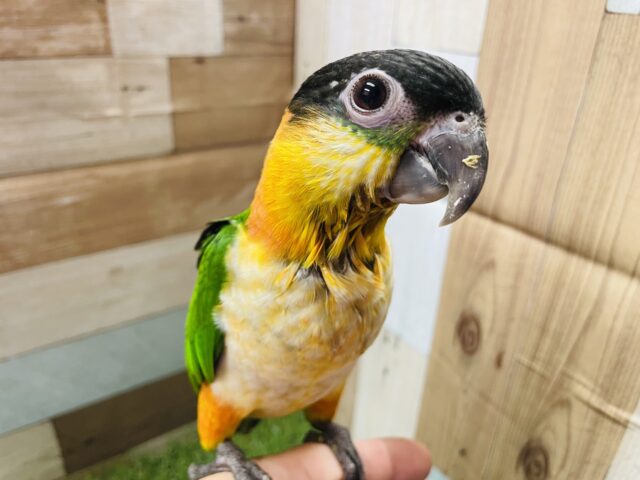 ズグロシロハラインコ