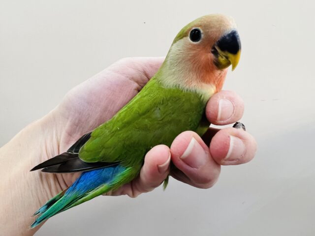 コザクラインコ（小桜インコ）