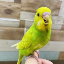 最新画像あります☆ヒナ餌卒業‼️明るいカラーで元気いっぱい☆セキセイインコのスパングル！
