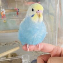 一人餌🌟最高に美しいセキセイインコさんです🤍