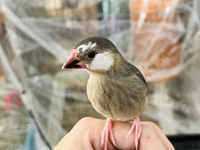 画像更新☆額の柄がGOOD❤桜文鳥さん入荷しました❤