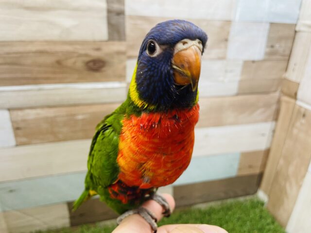 色鮮やかな甘えん坊さん♪ゴシキセイガイインコ！