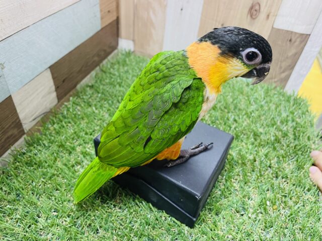 ズグロシロハラインコ