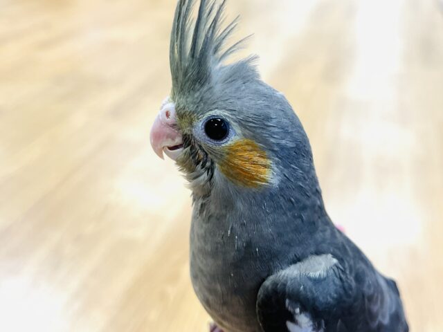 【最新画像更新🪄】食い散らかしは元気印～～☆彡　　オカメインコ　ノーマル～～