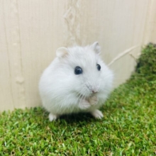 メロメロ夢中♪ふんわりおちびちゃん！　パールホワイトハムスター　女の子