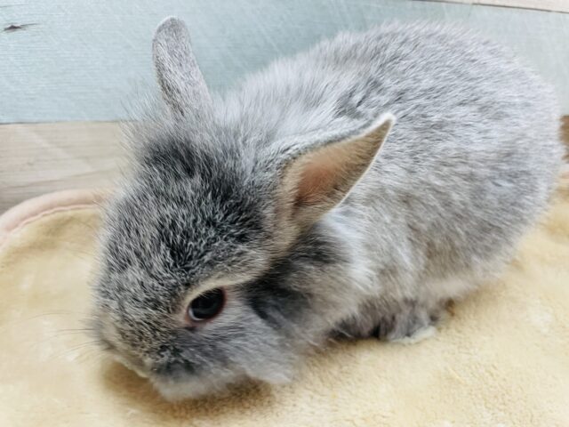 ライオンラビット