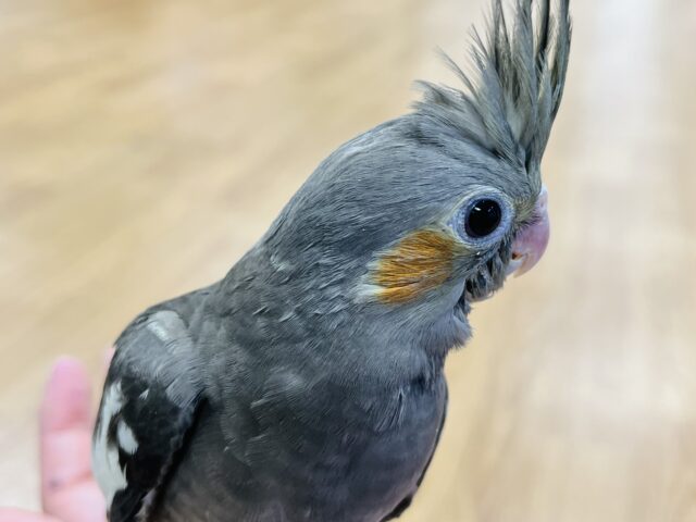 オカメインコ