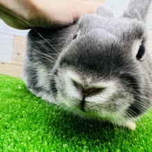 画像更新☆キリッとデデン!濃いカラーのブルーマーチン☆