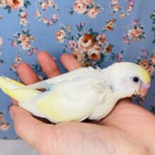 最高にかわいいよ🌟手乗りセキセイインコ(クリームパイド)