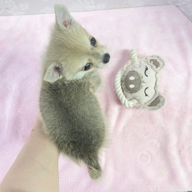 可愛すぎっ💛 ポメラニアン×チワワ(フォーン)女の子♪ 2023年1月14日生まれ 入舎! 愛称が不明