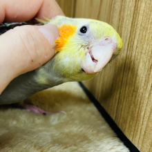 【最新画像更新🪄ひとり餌になりました！】キラり光る☆☆　あ・わ・だ・ま～　オカメインコ　パールパイド～～