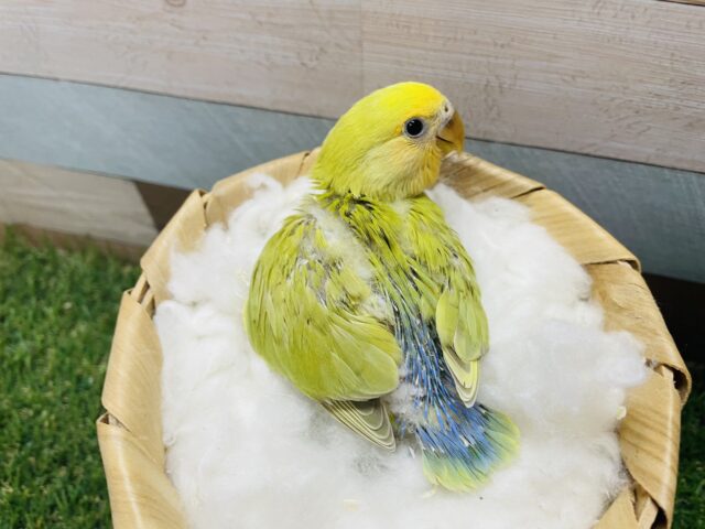 コザクラインコ（小桜インコ）