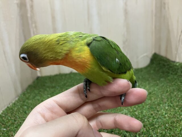 ルリゴシボタンインコ