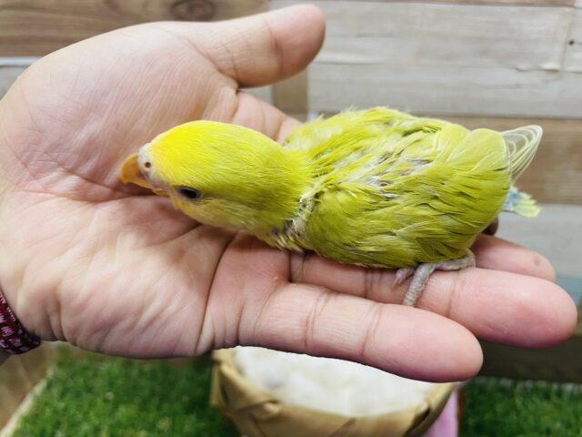 コザクラインコ（小桜インコ）