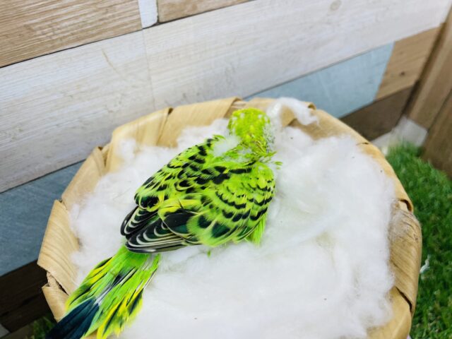 セキセイインコ