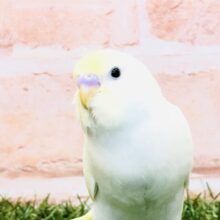 優しい色合いの鳥さん　セキセイインコ　クリーム　Ｒ５　３／１３撮影