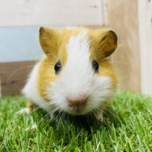 白×オレンジ明るいカラーのイングリッシュモルモットさん！！