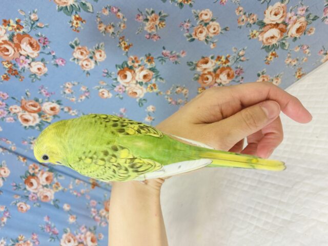 セキセイインコ