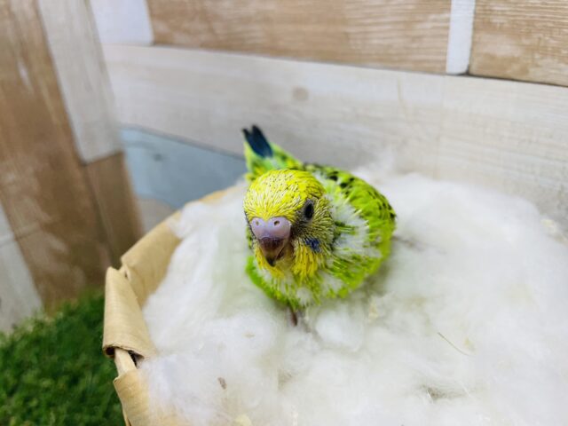 セキセイインコ