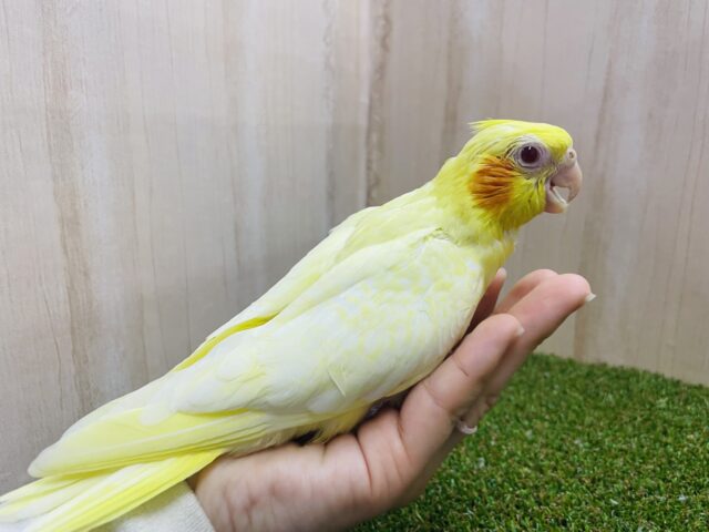 オカメインコ