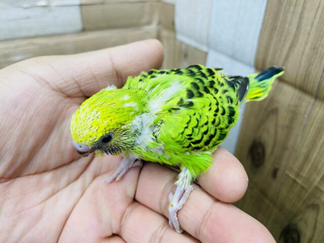 セキセイインコ