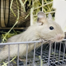 おちびデグー参上！！ケージ越しからこんにちは♪　デグー　ブルー　男の子