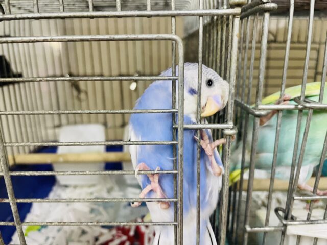 セキセイインコ