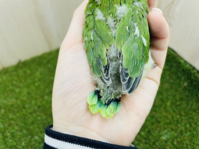 ルリゴシボタンインコ