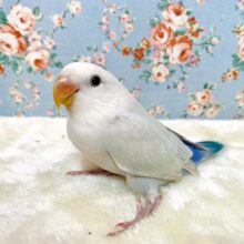 コザクラインコ  パリッドブルーバイオレット  🦋🫧💜   3/4