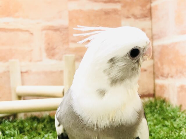 オカメインコ