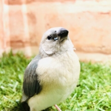 ブルーコキン？　コキンチョウのヒナです　R５　３／２撮影