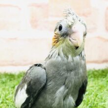 この時期にウブウブさんが！　オカメインコ　ノーマル　R５　３／１撮影