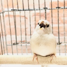 同時にイエローカラーも　コキンチョウ　R５　３／１撮影