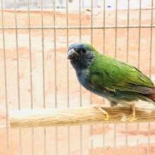 ついに流山店にも！　チモールセイコウ鳥　R４　１２／１撮影