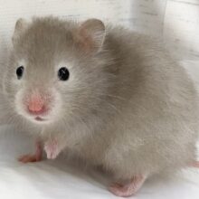 セーブルハムスター　どんどん進むよ！