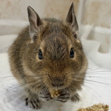 デグー（ノーマル）　好奇心旺盛な女の子！