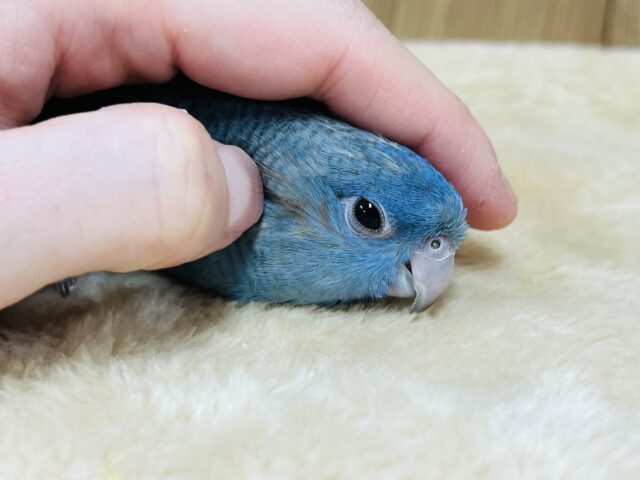 サザナミインコ