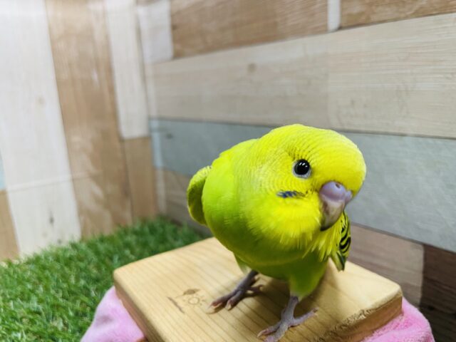 セキセイインコ