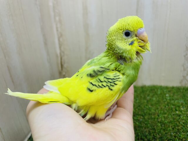 セキセイインコ