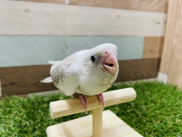 オカメインコ